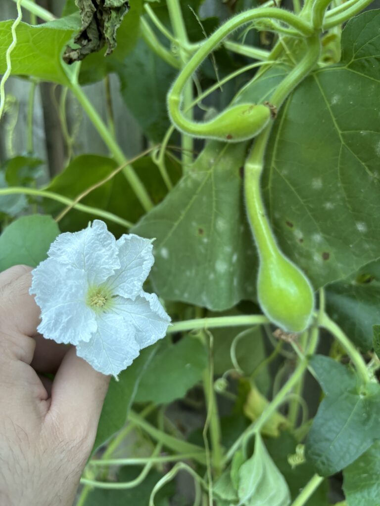 A Lascivious Letter A Lascivious Letter